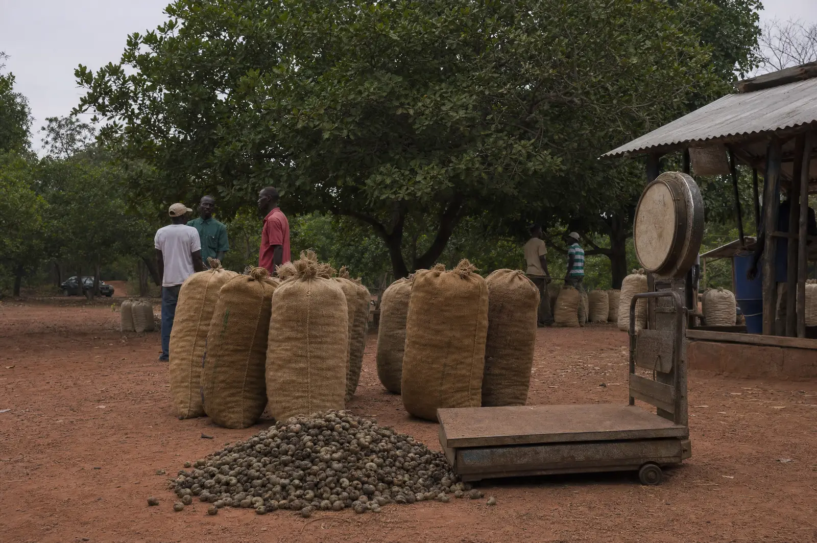 A village buying point under cashew trees: filled jute sacks standing on red laterite beside a mechanical platform scale, with a heap of loose raw cashew nuts in the foreground.