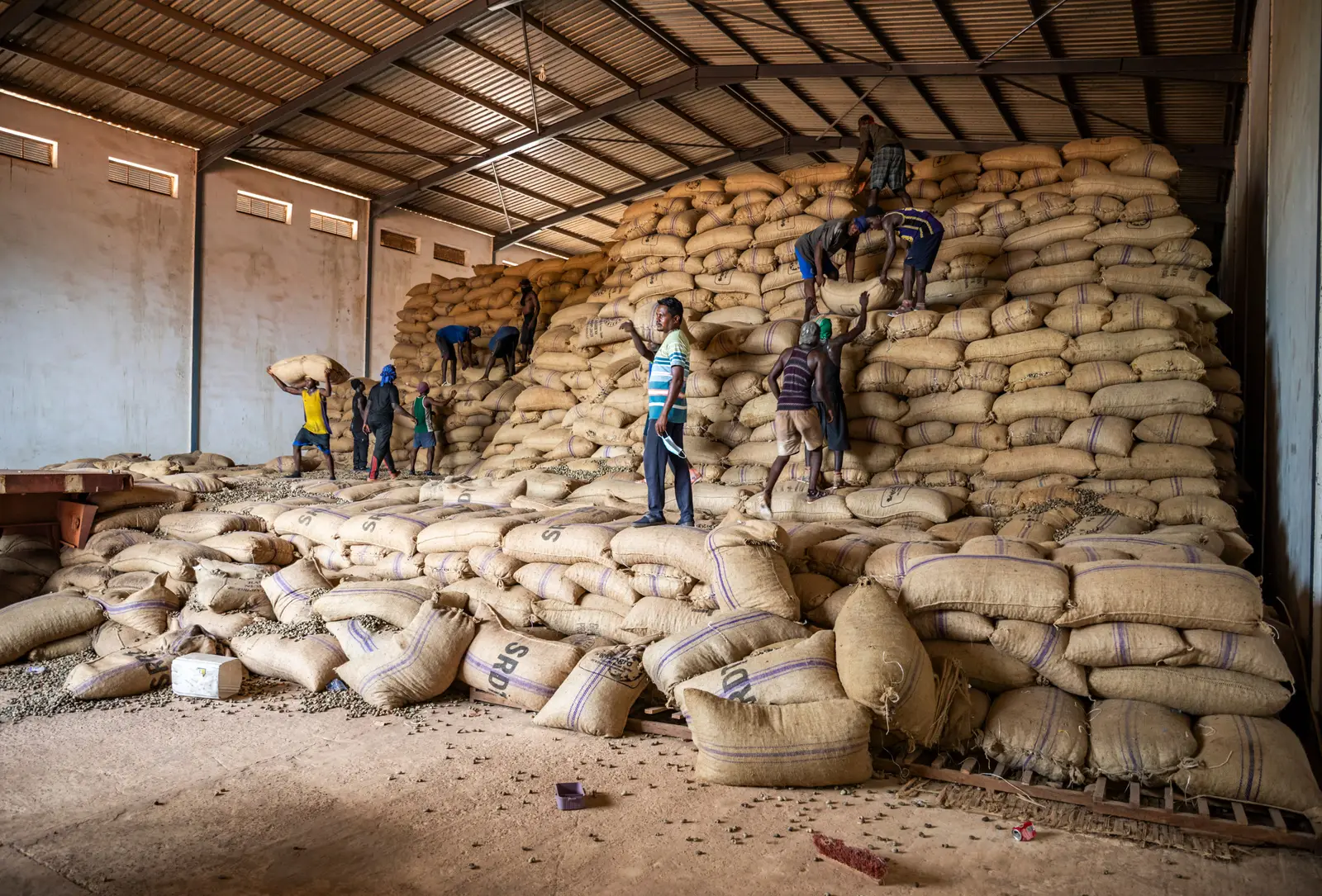 The inside of the warehouse, where jute sacks of raw cashew nuts are stacked into a wall several metres high while a crew works across the slope of the pile.